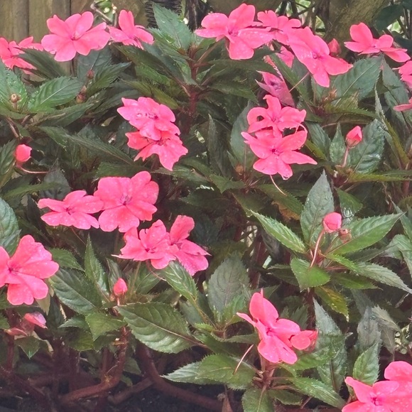 Meet your Posher, Jo - Picture 1 of 1